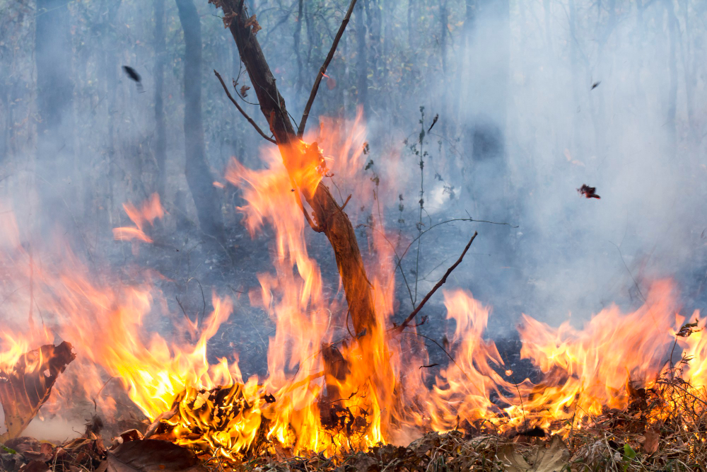 Incendi boschivi, allerta arancione in Lombardia