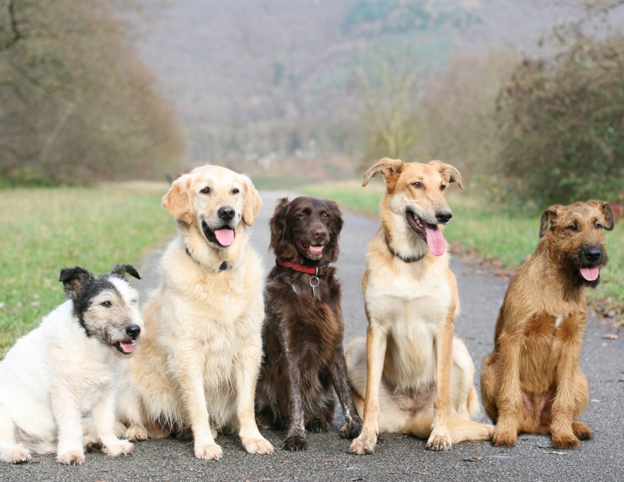Otto cani cercano famiglia al canile di Olgiate Comasco