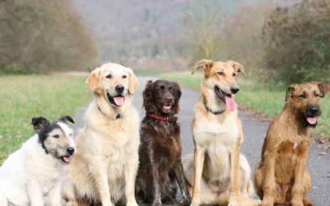 Otto cani cercano famiglia al canile di Olgiate Comasco
